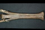 Struthiomimus Composite Foot - Two Medicine Formation #92641-5